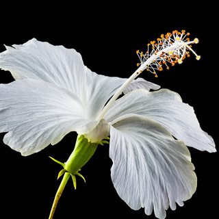 「白い花」 ツイッターアイコン